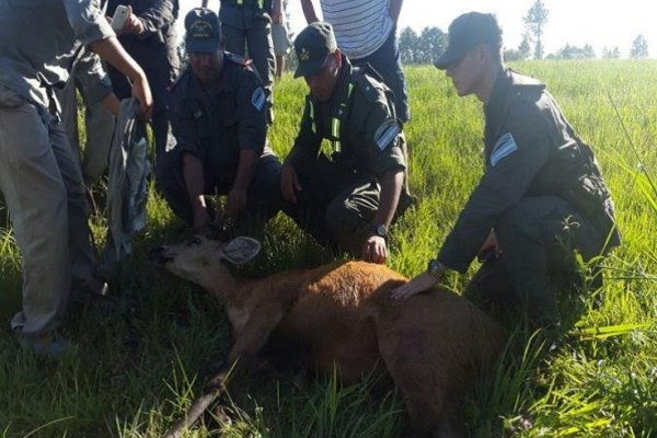 Corrientes: Gendarmería rescató a un ejemplar de Ciervo de Pantano