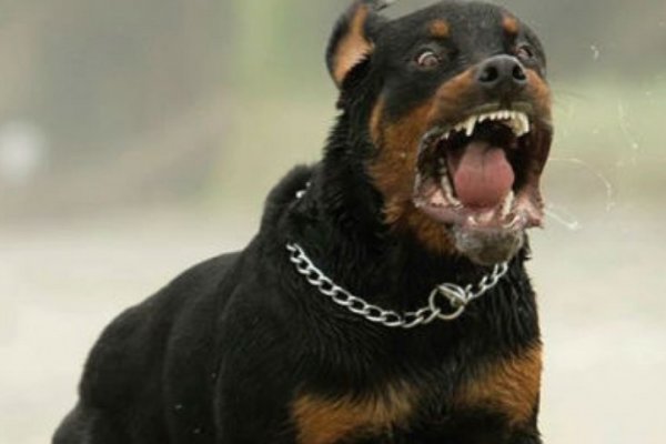 Rottweiler atacó a sus dueños