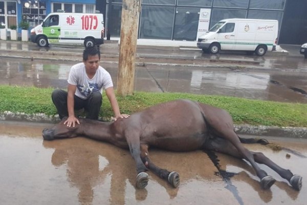 Productor atropelló y mató a un caballo suelto en Av. Independencia