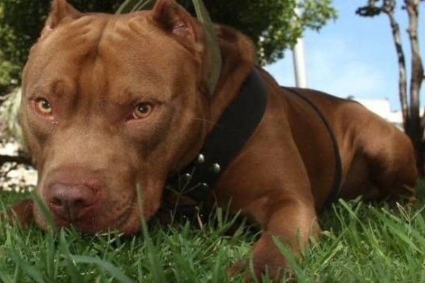 Pitbull atacó a un niño en Sáenz Peña