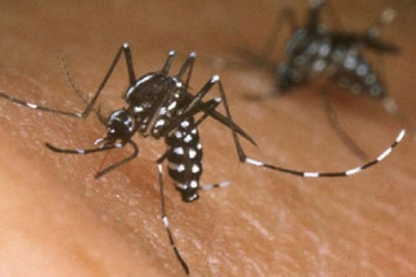 Evolucionan favorablemente los cuatro pacientes con dengue