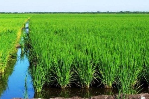 Corrientes: Productores de arroz se reunirán este viernes preocupados por la ley de humedales