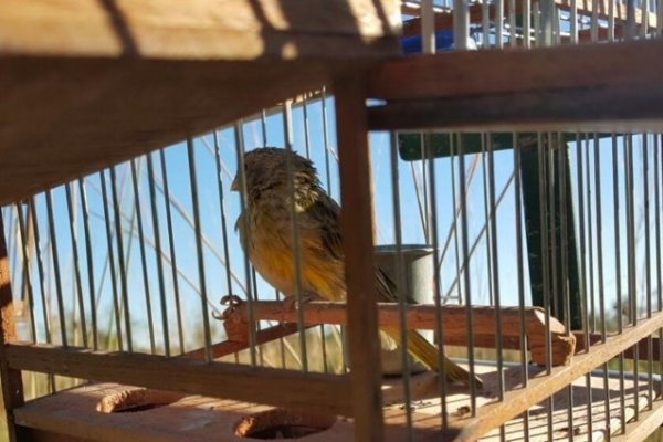 Corrientes: Gendarmería incautó aves antes de ser comercializadas