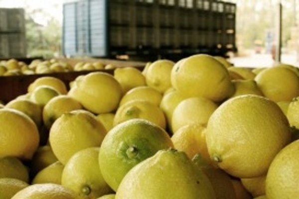 Estados Unidos anunció vía libre para el ingreso de limones argentinos