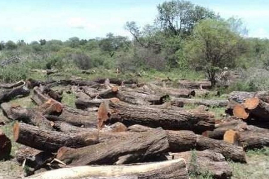 Pese a la Ley de Bosques sigue siendo elevada la extracci n