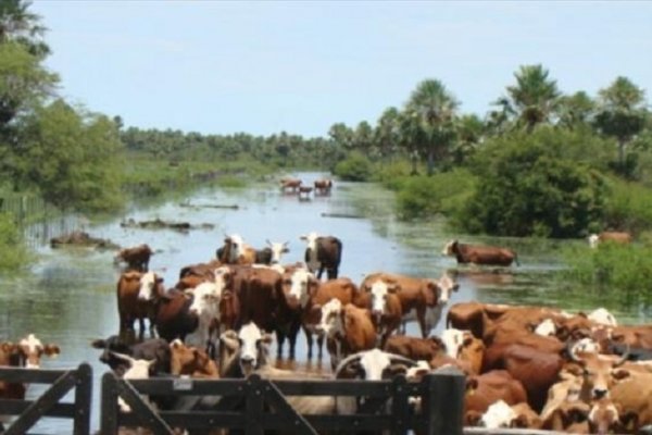 Corrientes: pedirán declarar emergencia agropecuaria para 11 departamentos