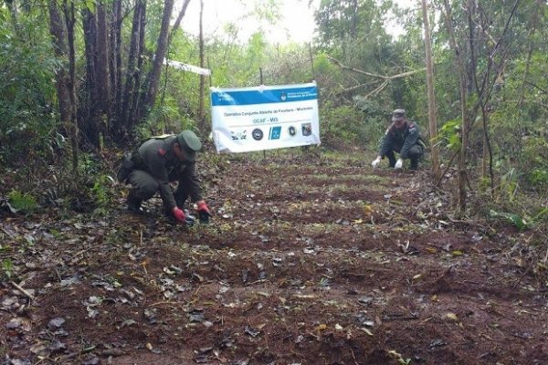 Incautaron más de 3200 plantines de marihuana en Misiones