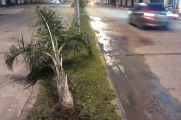 Mujer murió al perder el control de su moto y chocar contra una palmera y una jirafa en Av. Patagonia