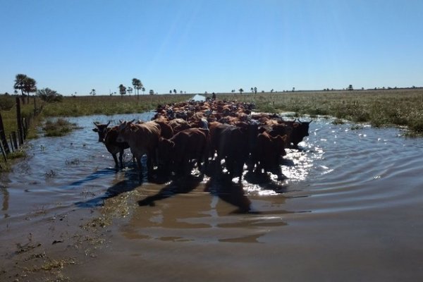 La gran inundación golpea al ganado en Corrientes