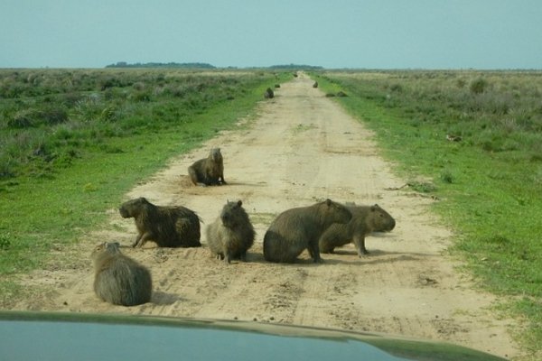 El acceso del Portal Laguna Iberá está abierto y puede ser visitado