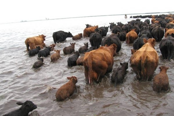 En Corrientes ya se perdieron 900 millones de pesos por inundaciones