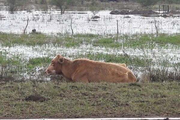 Intensifican acciones para el sector ganadero en las zonas inundadas