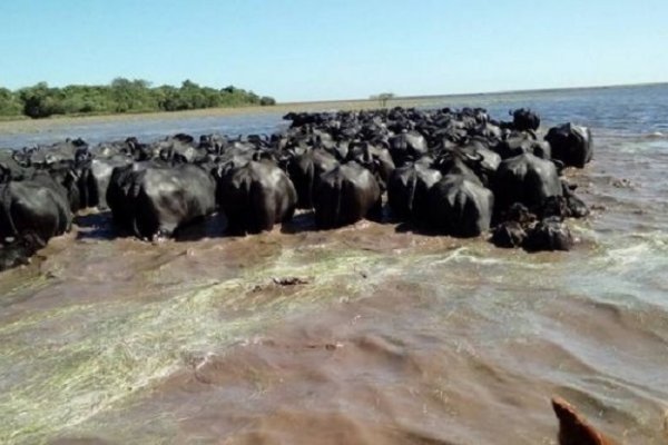 Corrientes: las pérdidas económicas por las lluvias siguen creciendo