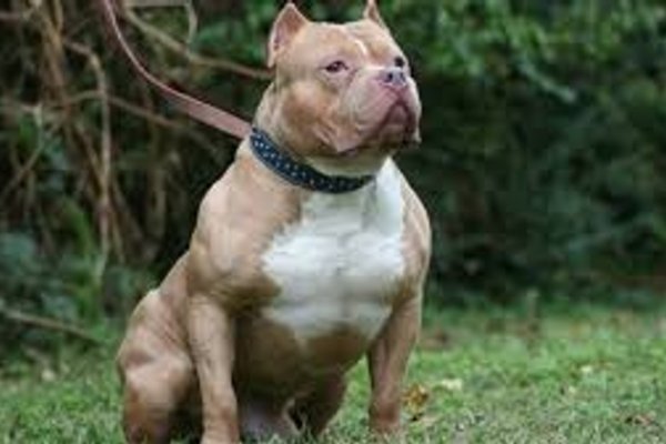 Nena de un año y medio fue atacada por el pitbull de su familia y tiene fractura de cráneo