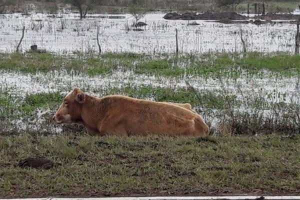 La ganadería de Corrientes perdió $1.000 millones