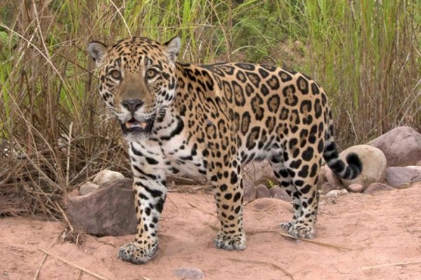 Relevamiento de yaguareté en el Chaco salteño