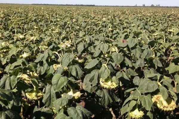 Con clima y precio a favor, el girasol puede dar el batacazo en el noreste del país