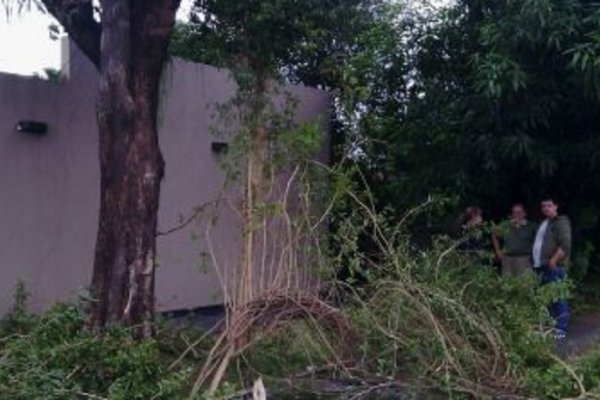 Un hombre cayó de un árbol y sufrió graves lesiones en la columna