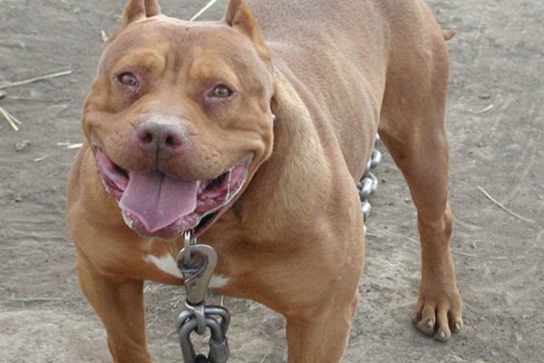 Pitbull atacó a nena de 3 años