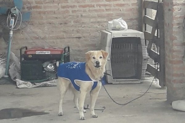 Tras el escándalo, el Jefe de la Policía dejó sin efecto la prohibición de mascotas en las comisarías