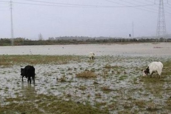 San Luis del Palmar: Piden les condonen las deudas a productores