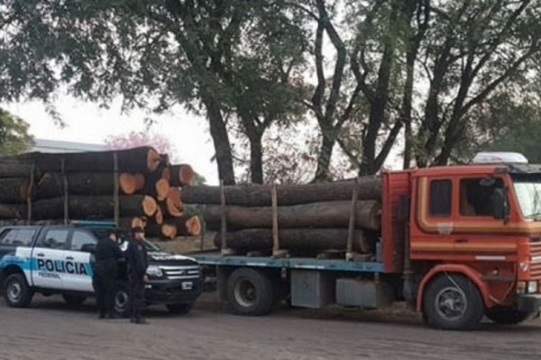 Secuestran 30 mil kilos de madera y árboles extraídos ilegalmente en el Chaco y Misiones