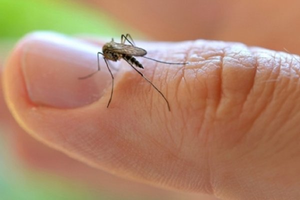 El impenetrable: primer caso de embarazada que contrajo zika