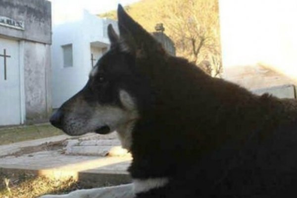 Un perro cumplió 10 años de guardia junto a la tumba de su dueño