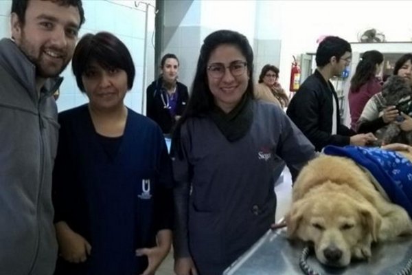 Realizarán un examen completo al famoso Cartucho en la Facultad de Veterinaria de Corrientes