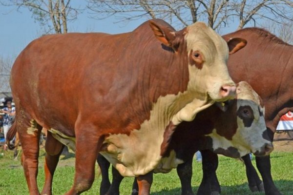 Corrientes exhibe en Riachuelo toda su potencia agropecuaria