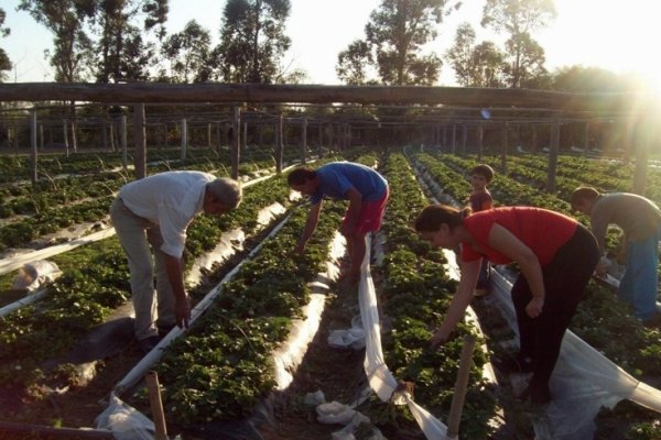 Campo para pocos: El Gobierno dejó sin ayuda a miles de pequeños productores rurales