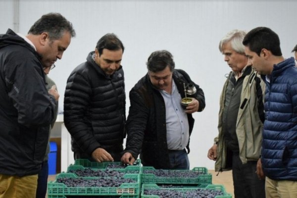 Valdés recorrió la ruta del arándano en Virasoro y destacó el horizonte exportador de la provincia