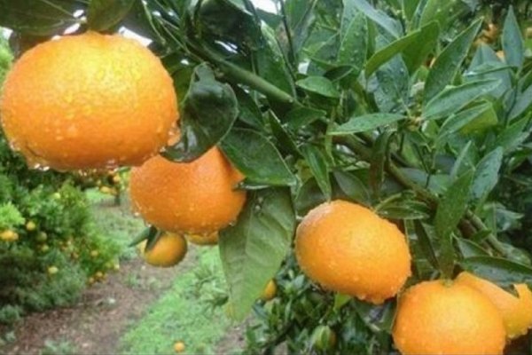 Mburucuyá: La mandarina que consumió la nena tenía un tóxico que está prohibido en el país