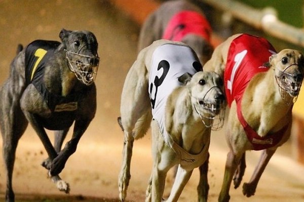 Cuatro detenidos por organizar carreras de galgos