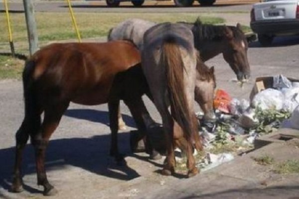 Piden compromiso en el control de carros transportados por caballos