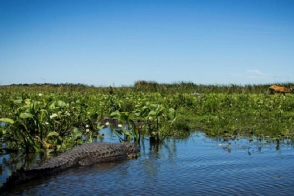 Inversión millonaria para  obras que fortalecen la explotación en el Iberá