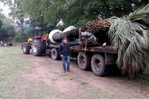 Casa Rosada no comprará la palmera de Corrientes