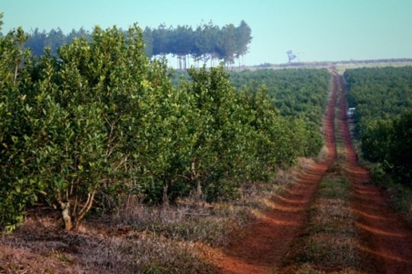 Récord histórico de producción de yerba mate en el 2017