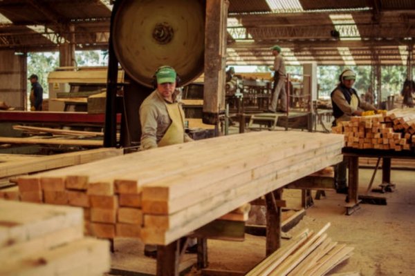 Madera aserrada húmeda es la principal producción maderera en Corrientes