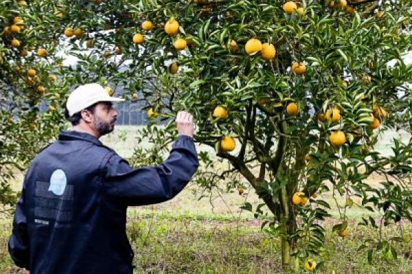 Por la sequía: la exportación de cítricos mermó un 50%