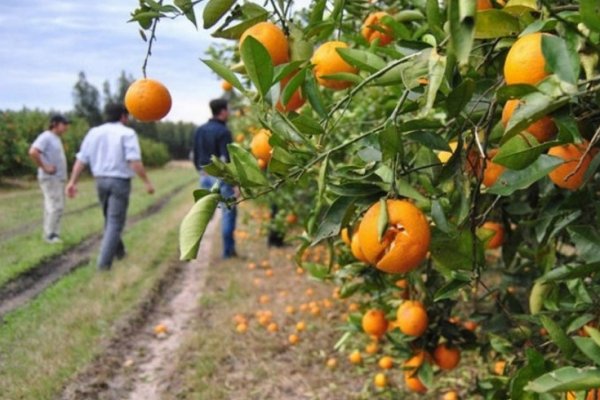 Productores de Corrientes y Entre Rios se manifestaron por la crisis y desilusionados con De Ángeli