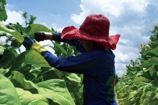 En Jujuy autorizan el trabajo infantil a pedido de empresarios