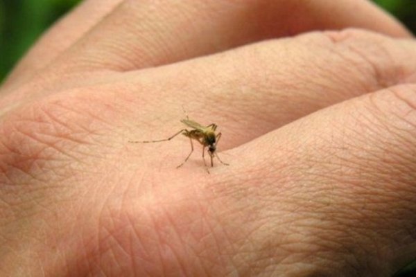 Corrientes: alerta por un posible caso de fiebre chikungunya