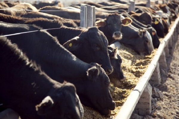 Inundaciones: advierten una preocupante caída del stock bovino