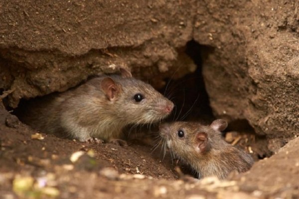 Hantavirus: murió una joven en La Plata y suman 14 en todo el país