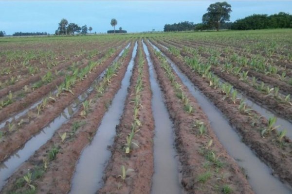 Asistencia a los pequeños productores, los más afectados por la emergencia