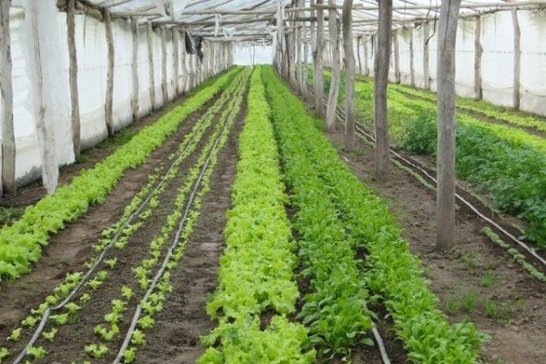 Declaran alerta fitosanitaria en todo el país por una plaga de chinches