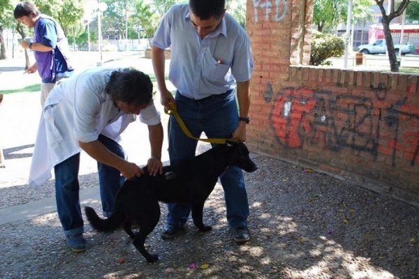 Detectan caso de leishmaniasis visceral en el barrio Galván y se encienden las alarmas en Corrientes