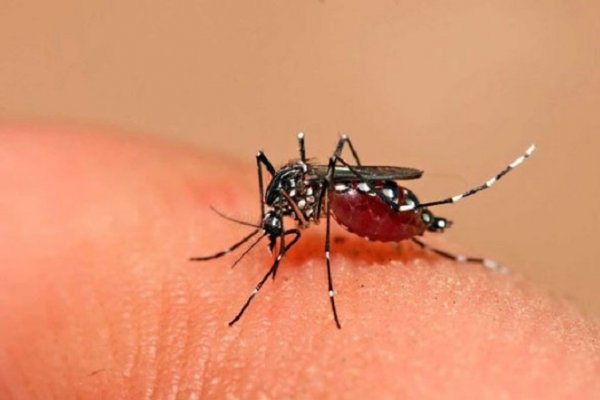 Alerta en Santa Fe por 95 casos confirmados de dengue