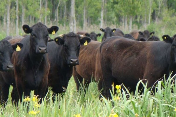 Agricultura: buscan expandir la agricultura en corrientes como motor económico